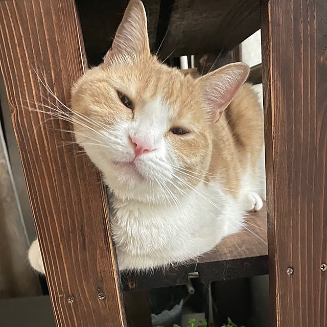 mintteaさんの部屋