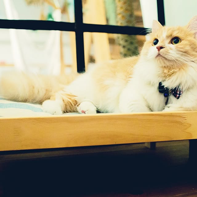 maruさんの実例写真