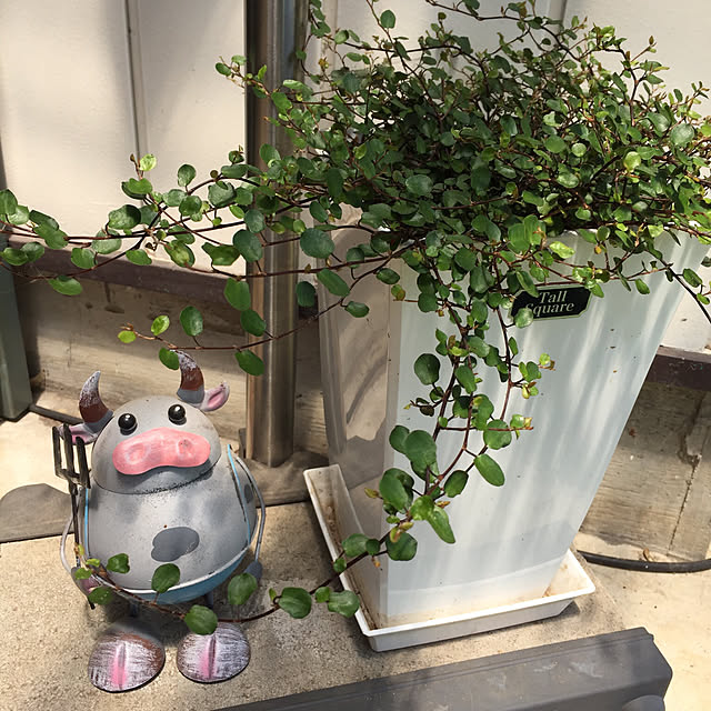 yocchiさんの実例写真