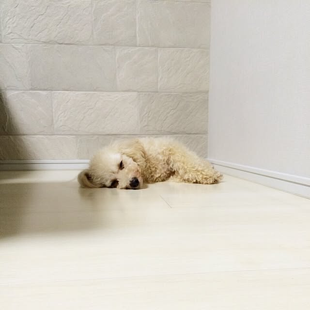 junjunさんの実例写真