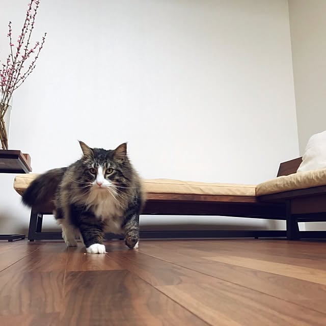 tongarihouseさんの実例写真