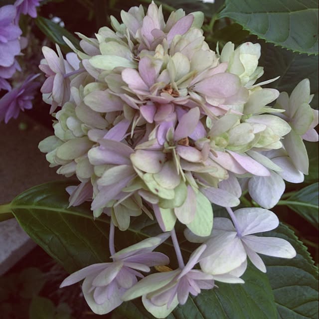 mintさんの実例写真