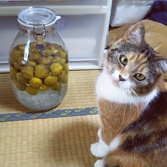 yukieさんの実例写真