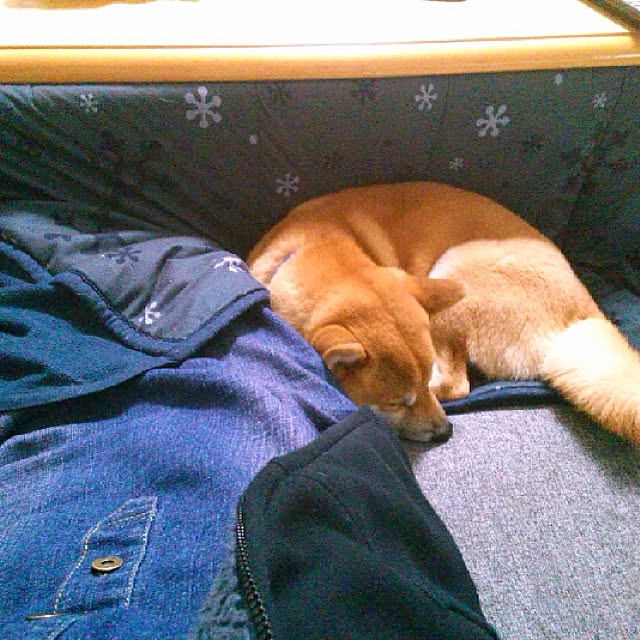 kotaさんの実例写真