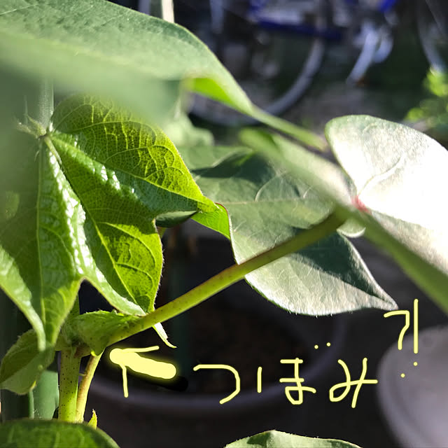 eshinobumさんの実例写真
