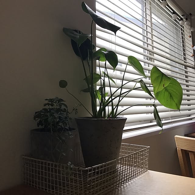 実例写真