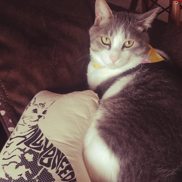 Junkoさんの実例写真