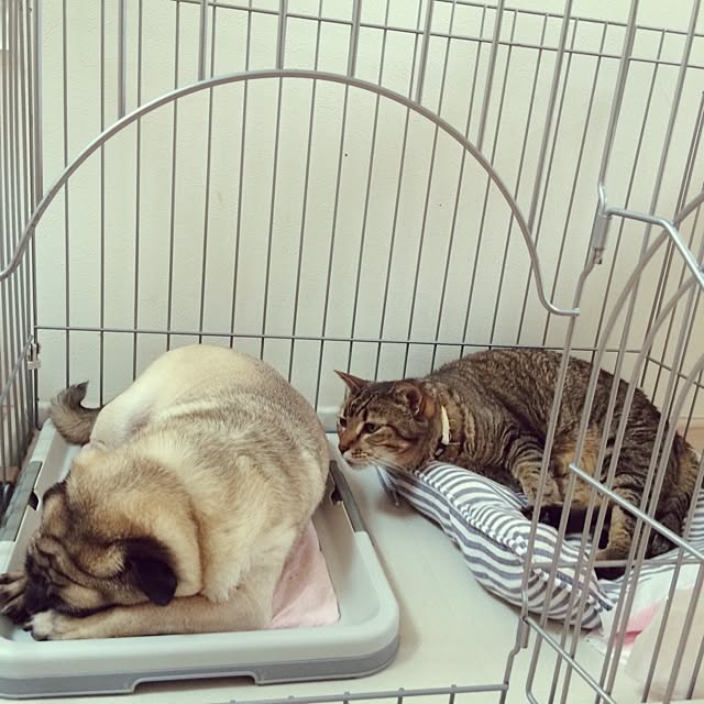 fukuさんの実例写真
