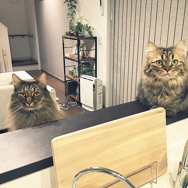 takiさんの実例写真