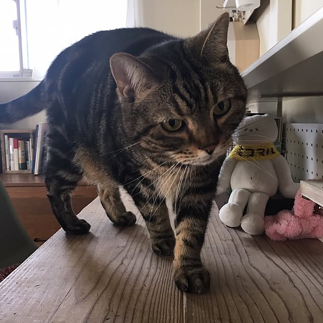 mikomaruさんの実例写真