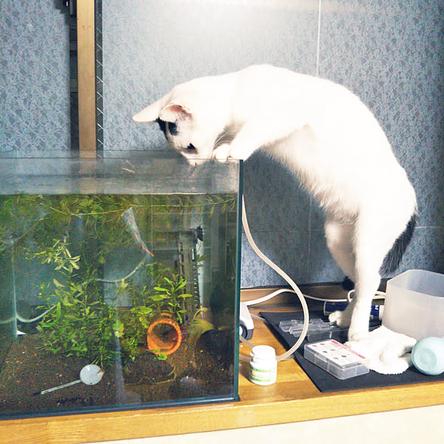 yukieさんの実例写真