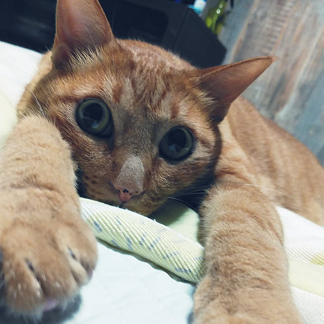 annさんの実例写真
