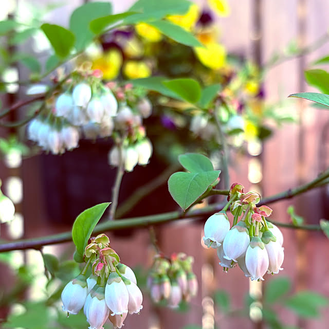 chacoさんの部屋