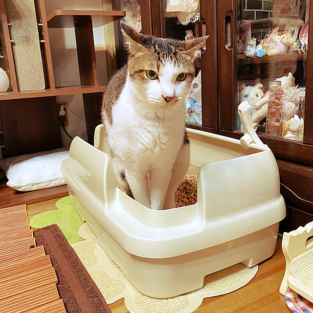 ike2910さんの実例写真