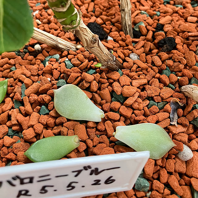 koshiregutyoさんの部屋