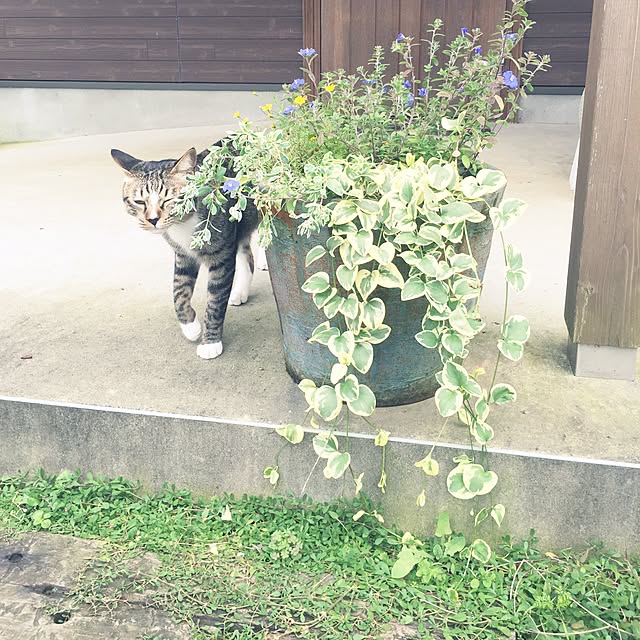 tsukiyuzuさんの実例写真