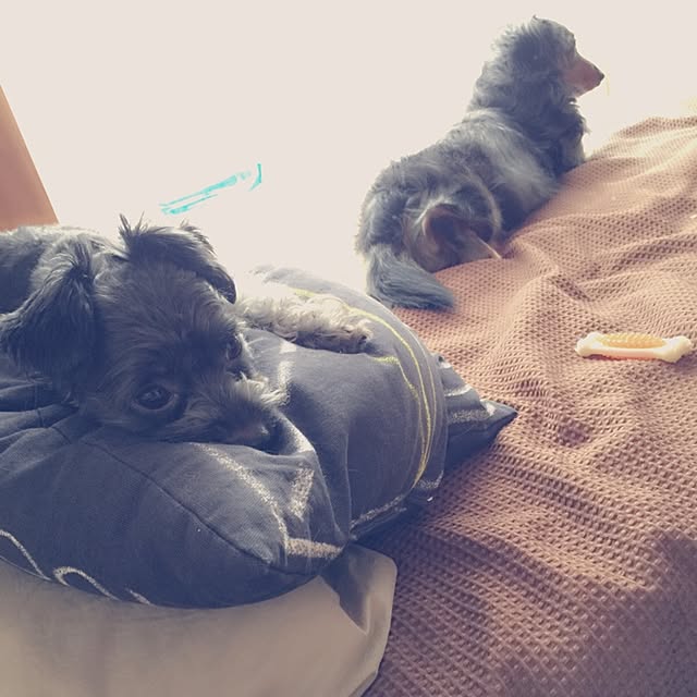 nonpiiiさんの実例写真