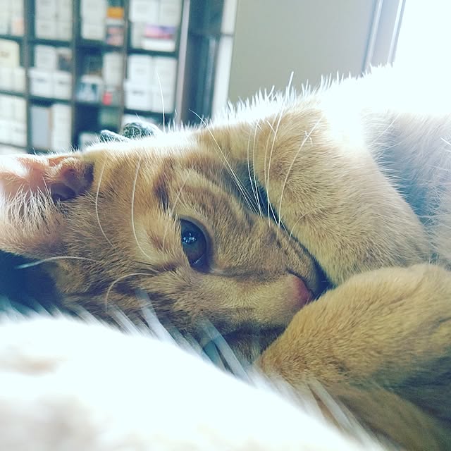 sykesさんの実例写真