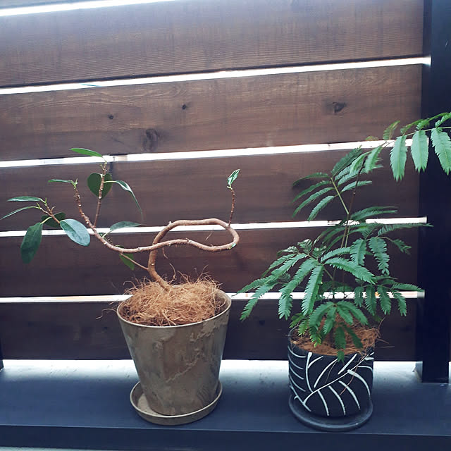 treeさんの実例写真