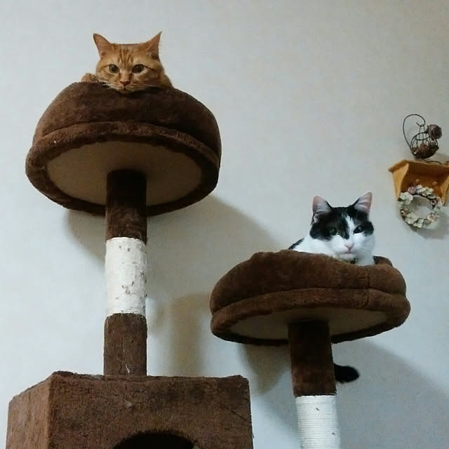 yum0408さんの実例写真