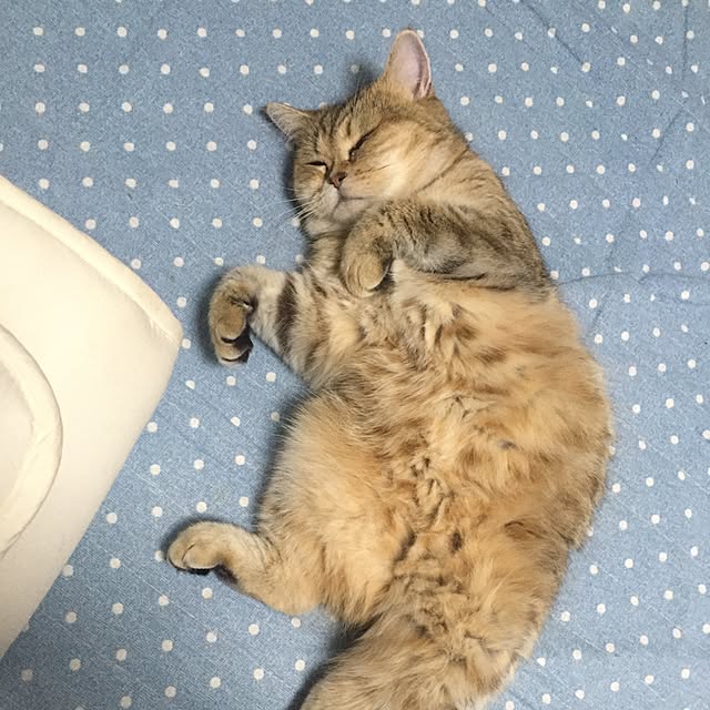 pokioさんの実例写真