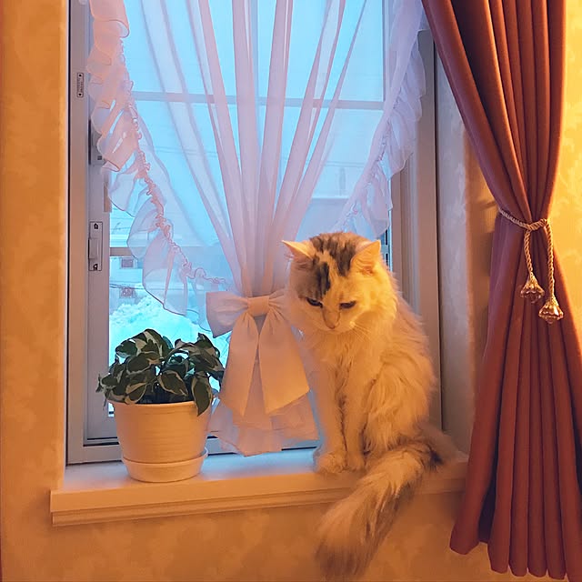 ru-tiaraさんの実例写真