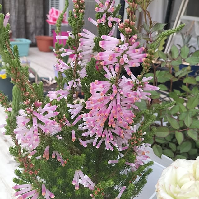 aoiroさんの部屋