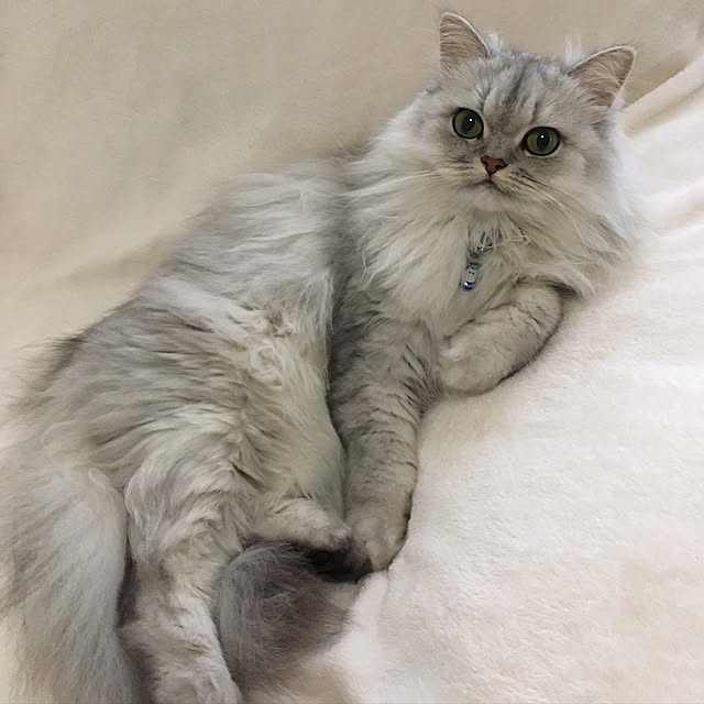 kumaさんの実例写真