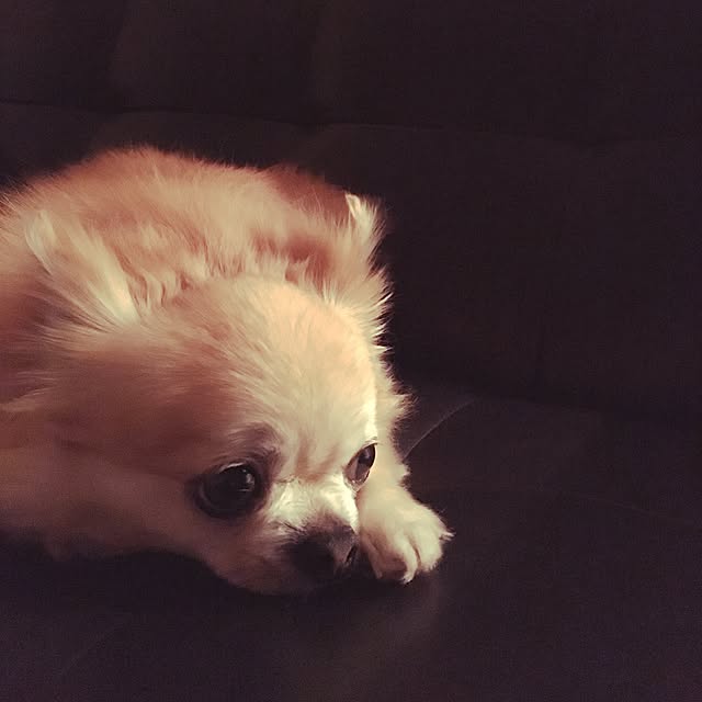 konomi513さんの実例写真