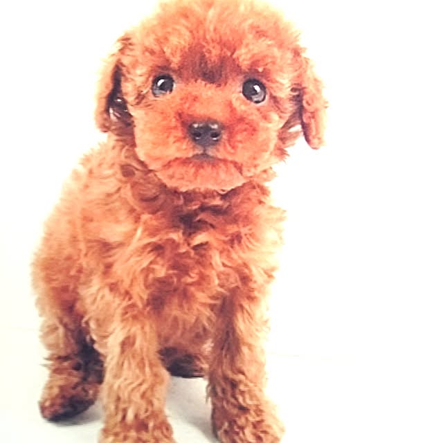 cocoさんの実例写真
