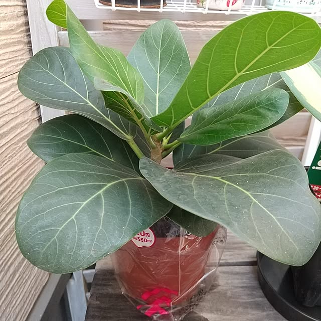 meiさんの部屋