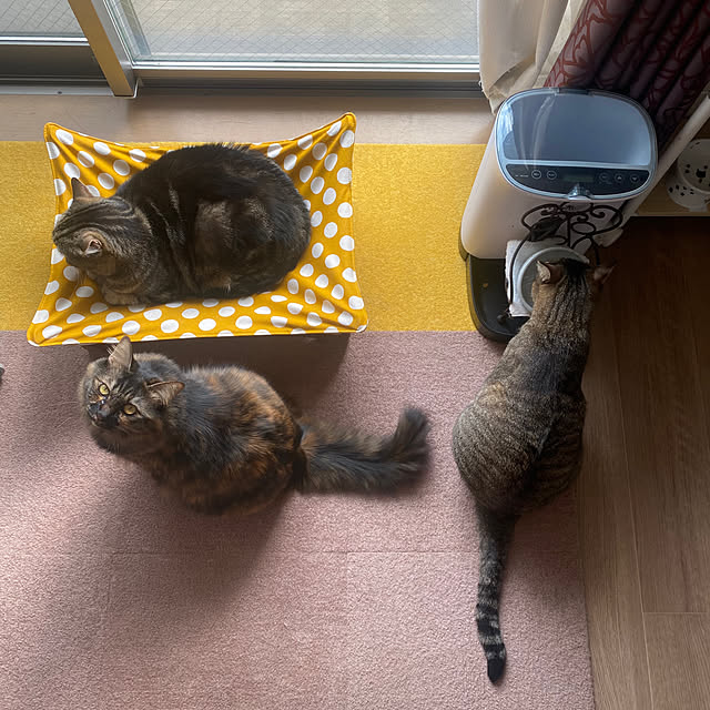 mikomaruさんの実例写真