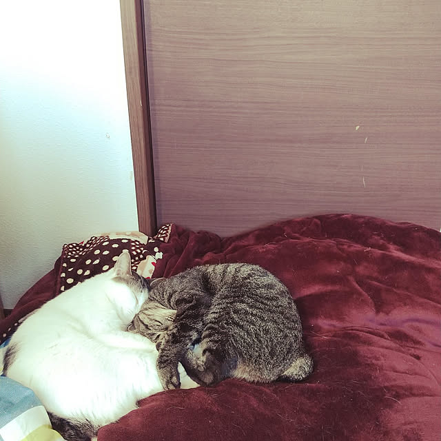 Mikaさんの実例写真