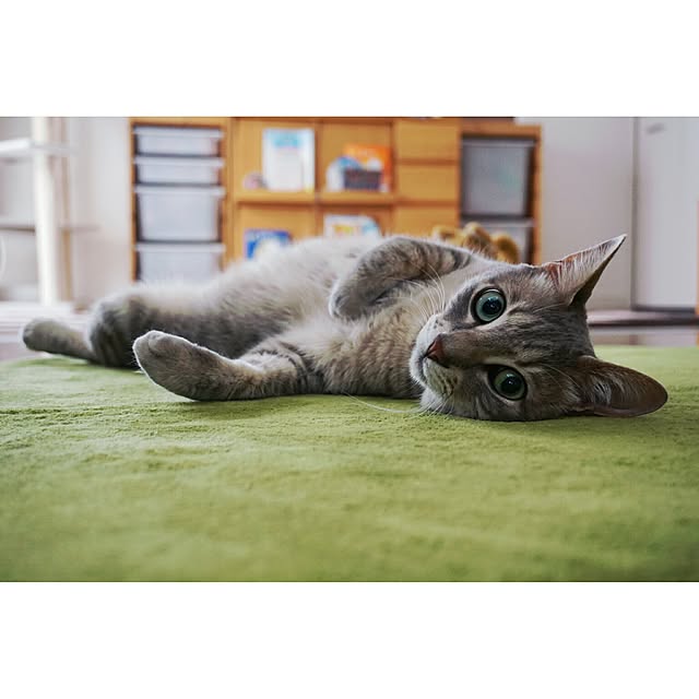 arutotoさんの実例写真