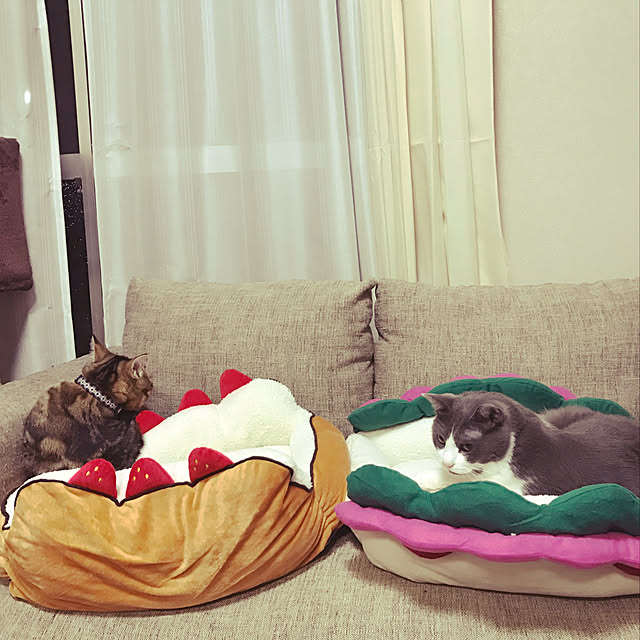 hacchiさんの実例写真