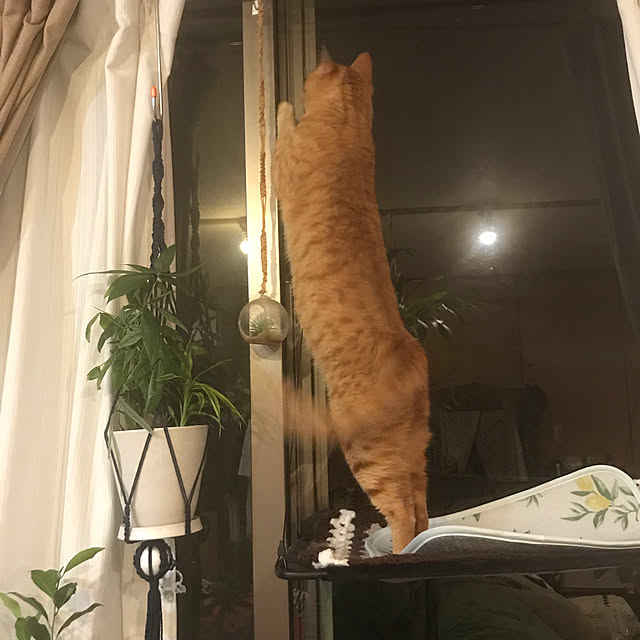 kou-kitiのGUUSII HOME-猫窓用ハンモック 猫窓ベッド 窓ハンモック 猫窓ベッド 吸盤式 ペットベッド 吊りハンモック ねこ ネコ キャットハンモック キャットマット 窓際マット 通気メッシュ 日光浴 ウィンドウベッド 洗える 猫用 耐荷重約23KG ストレス解消 組立簡単 日本語説明書付き 90日保証 62x33cm グレー フランネルの家具・インテリア写真
