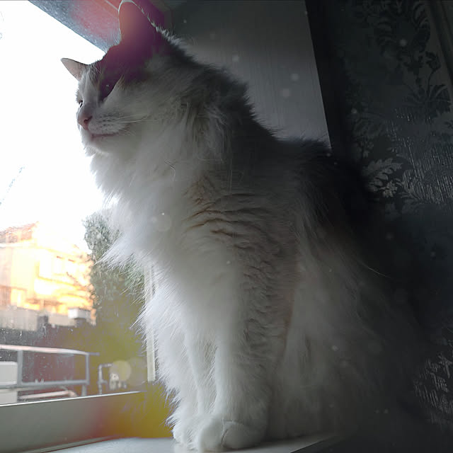 siberinnさんの実例写真