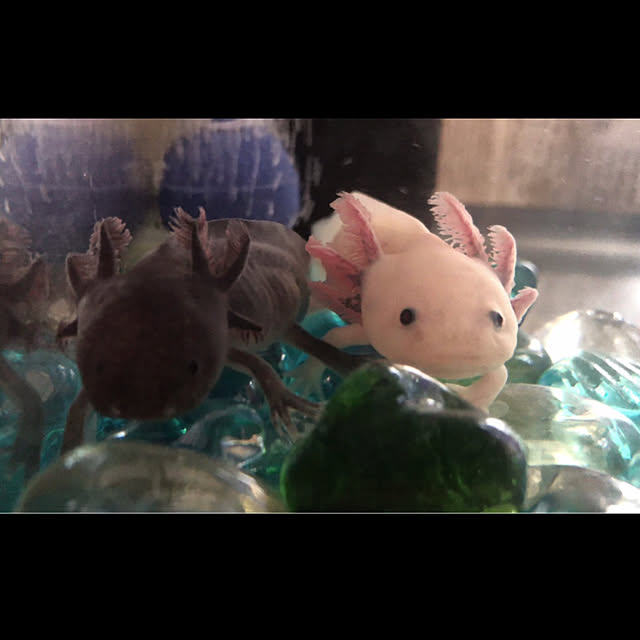 pukapukaさんの実例写真