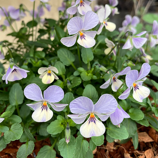 shiropenguinさんの部屋