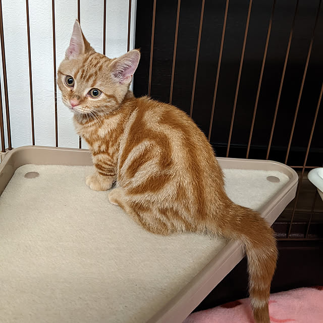 chiiさんの実例写真