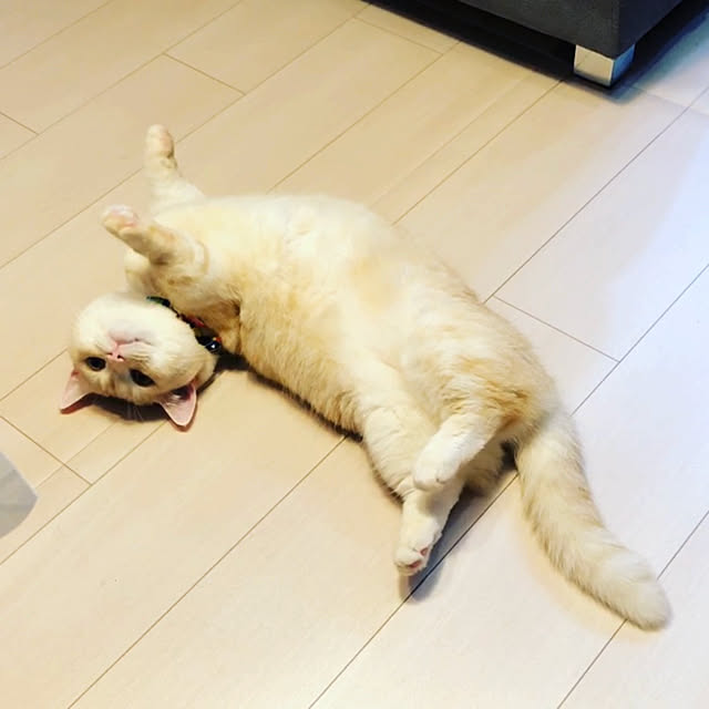 mutsuさんの実例写真