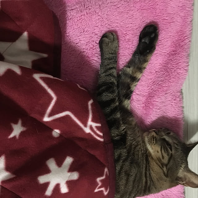 ichicoさんの実例写真