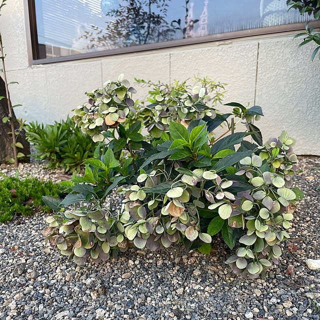 shin0719さんの実例写真