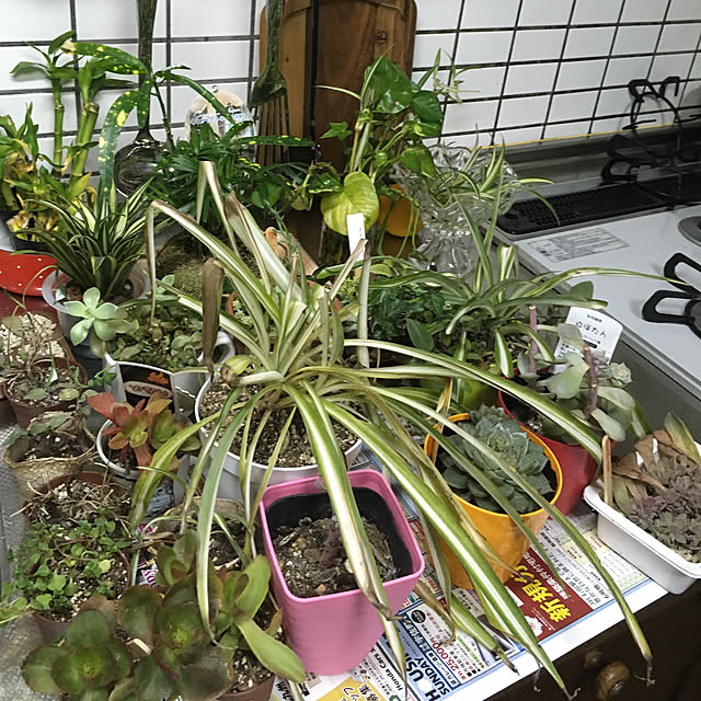 nanaさんの実例写真