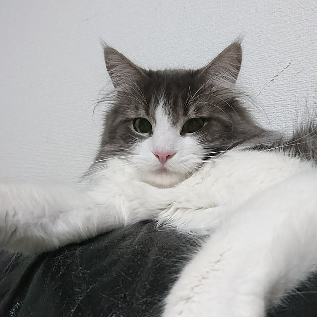 shinobuさんの実例写真