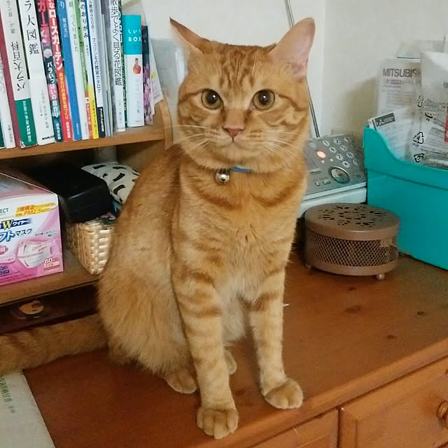 yum0408さんの実例写真