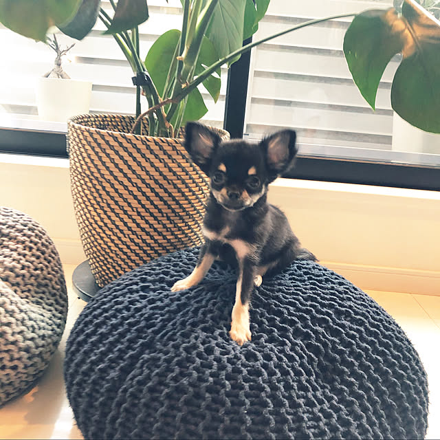 miniさんの実例写真