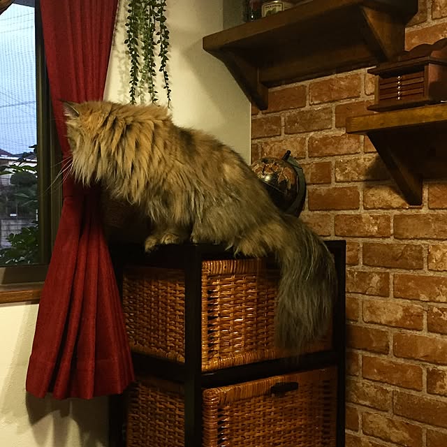 butachanさんの実例写真