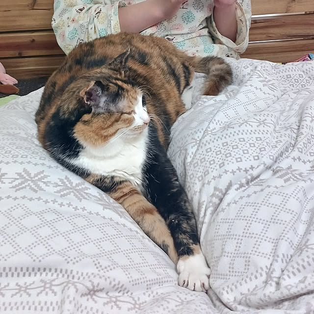 ベッド周り/私の癒し/三毛猫の女の子/ねこと暮らす/捨て猫から家猫に...などのインテリア実例 - 2025-04-07 23:03:35