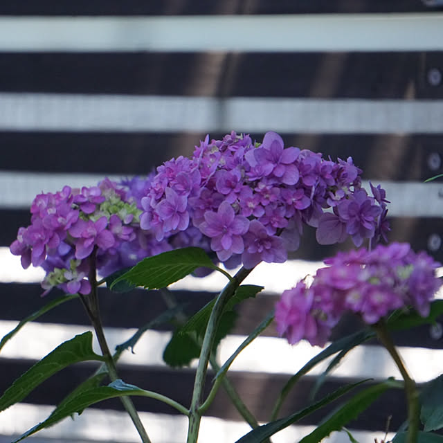 flowerさんの実例写真